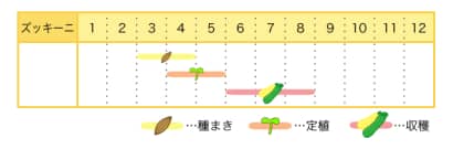 ズッキーニのプランター栽培カレンダー