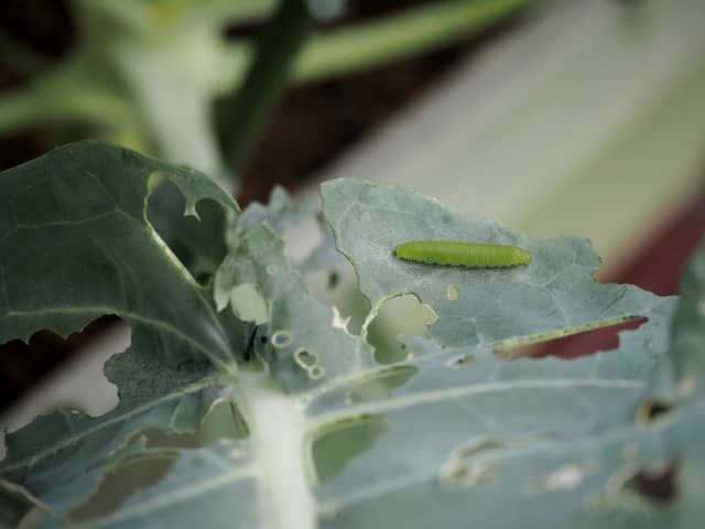 秋に発生しやすい害虫 対策におすすめの農薬 農業 ガーデニング 園芸 家庭菜園マガジン Agri Pick