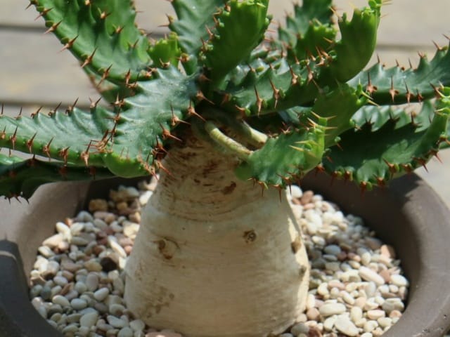 塊根ユーフォルビアの育て方｜多肉植物に詳しい園芸家が「蓬莱島」「飛