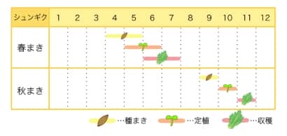 シュンギクのプランター栽培カレンダー