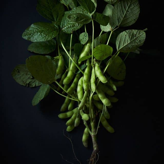 アースグリーンファームの枝豆