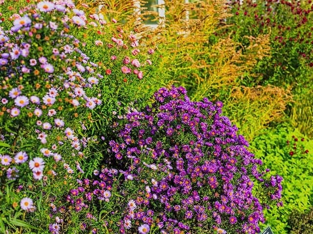 紫の花が咲く庭
