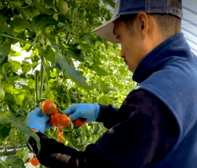トマト新規就農事例