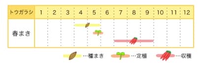 トウガラシのプランター栽培カレンダー