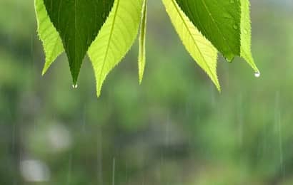 雨と葉