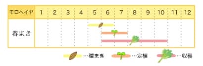 モロヘイヤのプランター栽培カレンダー