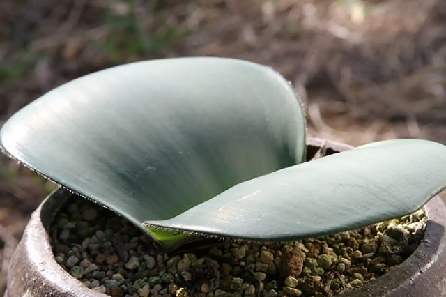 ハエマンサスの育て方｜多肉植物研究家が「コッキネウス」「サンギネウス」など人気種の特徴や栽培のコツを詳しく解説｜農業・ガーデニング・園芸・家庭菜園マガジン[AGRI  PICK]