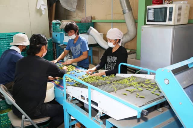 枝豆の調製作業