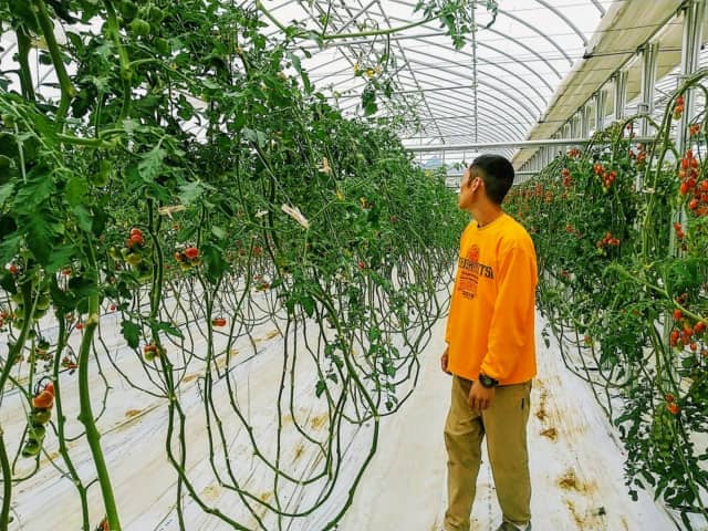 新規就農トマト