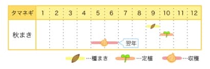 タマネギのプランター栽培カレンダー