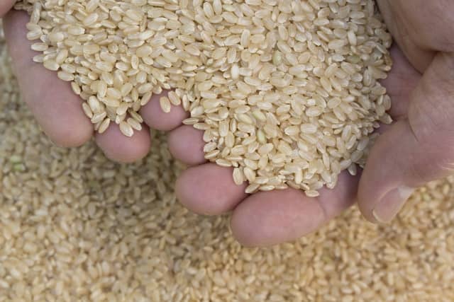 おすすめの無農薬玄米