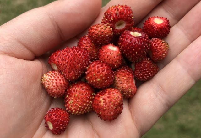 四季なりイチゴの育て方｜菜園のプロ監修！おいしいおすすめ品種や苗