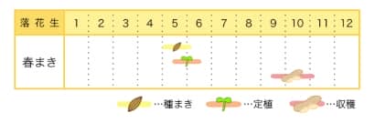 落花生のプランター栽培カレンダー
