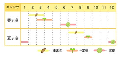 キャベツのプランター栽培カレンダー