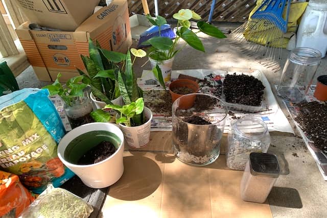 植木鉢と土と観葉植物