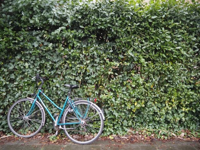生垣と自転車