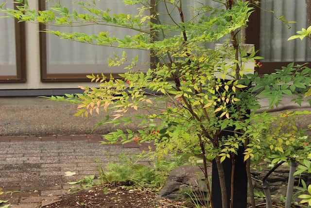 ナンテンの剪定方法 美しい樹形にするための適切な時期や作業の仕方を詳しく解説 農業 ガーデニング 園芸 家庭菜園マガジン Agri Pick