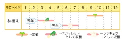 ラッキョウのプランター栽培カレンダー
