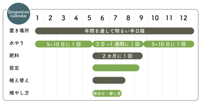 シンゴニウム栽培カレンダー