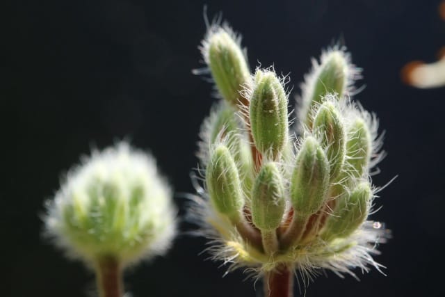 ペラルゴニウムの育て方｜多肉植物研究家が栽培の注意点や「トリステ」「ミラビレ」など人気種の特徴を解説｜農業・ガーデニング・園芸・家庭菜園マガジン[AGRI  PICK]