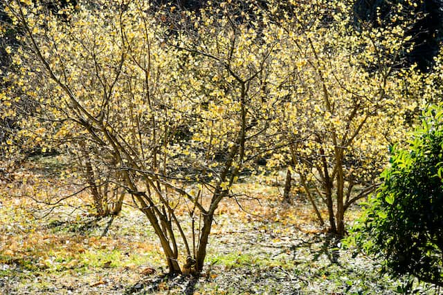 ロウバイの剪定方法 美しい樹形と花の香りを楽しむための適切な時期や仕方を図解付きで解説 農業 ガーデニング 園芸 家庭菜園マガジン Agri Pick