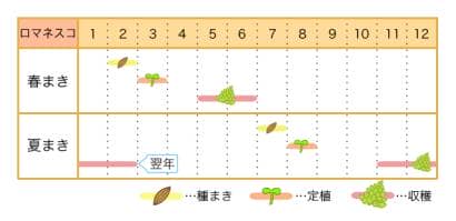 ロマネスコ栽培カレンダー