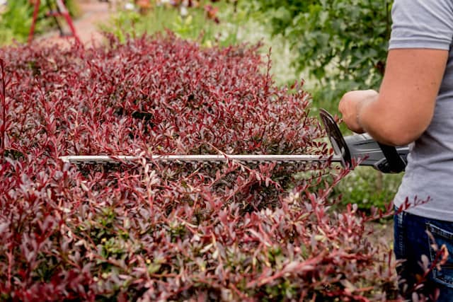 レッドロビンの剪定方法 真っ赤な葉や花を楽しむための適切な時期や生垣の刈り込みの仕方を解説 農業 ガーデニング 園芸 家庭菜園マガジン Agri Pick