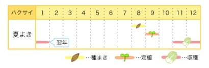 ハクサイのプランター栽培カレンダー
