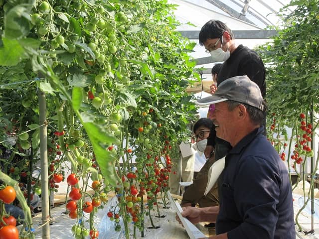 ミニトマト栽培の様子