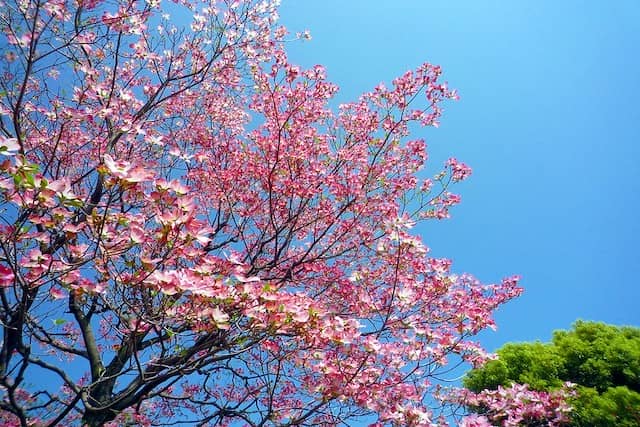 ハナミズキの剪定方法 花や美しい樹形を楽しむための適切な時期や枝葉の透かし方など詳しく解説 農業 ガーデニング 園芸 家庭菜園マガジン Agri Pick