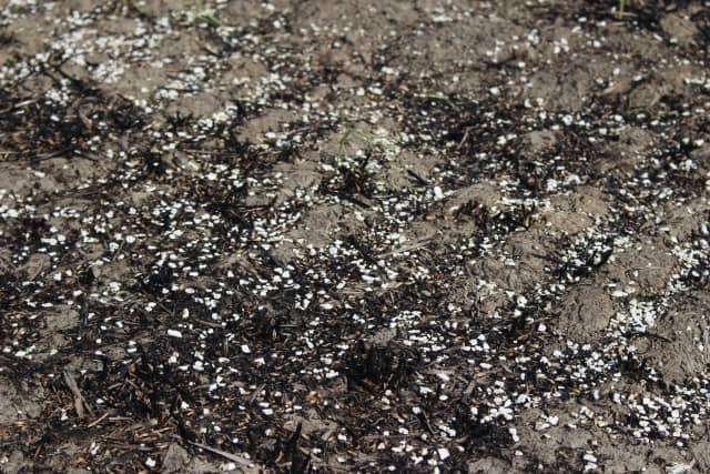 有機石灰 カキ殻 の使い方 農学博士に学ぶ 成分や効果と使い方 酸度調整やカルシウム補給に 農業 ガーデニング 園芸 家庭菜園マガジン Agri Pick