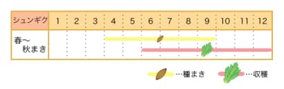 シュンギク栽培カレンダー