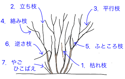 剪定枝の図解