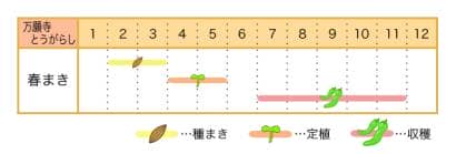 万願寺唐辛子の栽培カレンダー