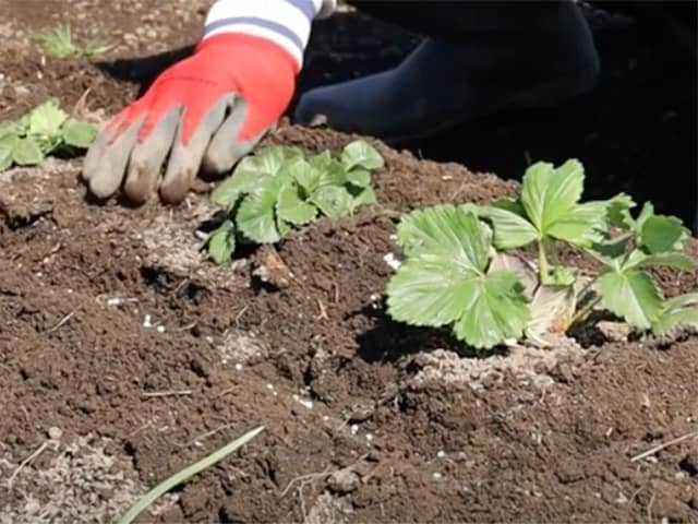 動画解説付き イチゴ栽培におすすめの肥料 元肥 追肥 与える時期と肥料過多にならない量や方法など 農業 ガーデニング 園芸 家庭菜園マガジン Agri Pick