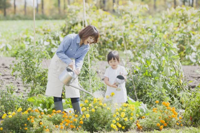 ガーデニング初心者におすすめの花とハーブ ガーデニングの始め方や必要なグッズも紹介 農業 ガーデニング 園芸 家庭菜園マガジン Agri Pick