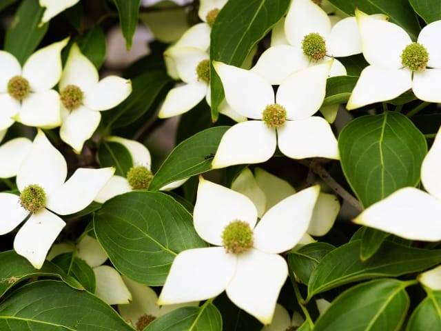 紅葉の美しい庭木！ヤマボウシの魅力｜花・実の特徴や花言葉、剪定方法