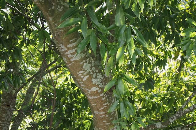 シラカシの木はシンボルツリー 生垣 目隠し用の庭木におすすめ 葉やどんぐりの特徴 育て方 剪定方法など 農業 ガーデニング 園芸 家庭菜園マガジン Agri Pick
