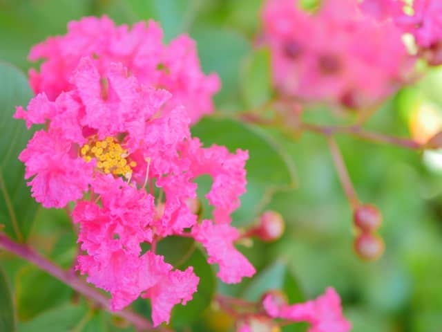 夏に鮮やかな花を咲かせるサルスベリ 花言葉や幹 実の特徴 育て方のポイントから新しい品種まで紹介 農業 ガーデニング 園芸 家庭菜園マガジン Agri Pick