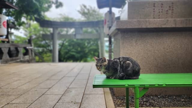 神社にたたずむ猫