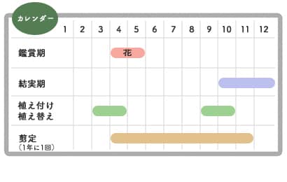 カイヅカイブキの栽培カレンダー