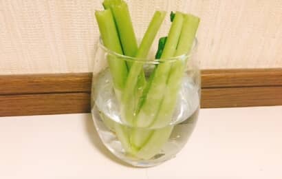 小松菜を再生するためにグラスに入れたところ