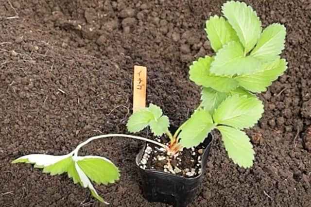 動画解説付き イチゴの苗の植え付けに最適な時期と方法 間隔や深さランナー付きの苗の向きなど 農業 ガーデニング 園芸 家庭菜園マガジン Agri Pick