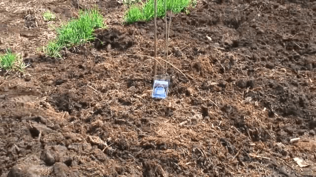 土に植えたブルーベリーの苗