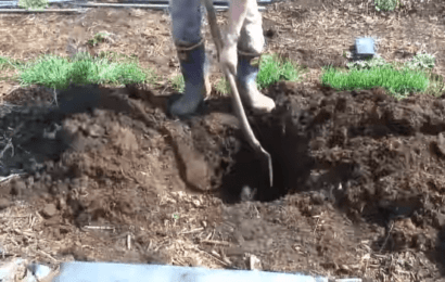 土に穴を掘る
