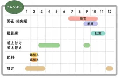 サルスベリの栽培カレンダー