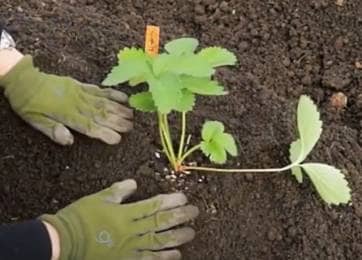 動画解説付き イチゴの苗の植え付けに最適な時期と方法 間隔や深さランナー付きの苗の向きなど 農業 ガーデニング 園芸 家庭菜園マガジン Agri Pick