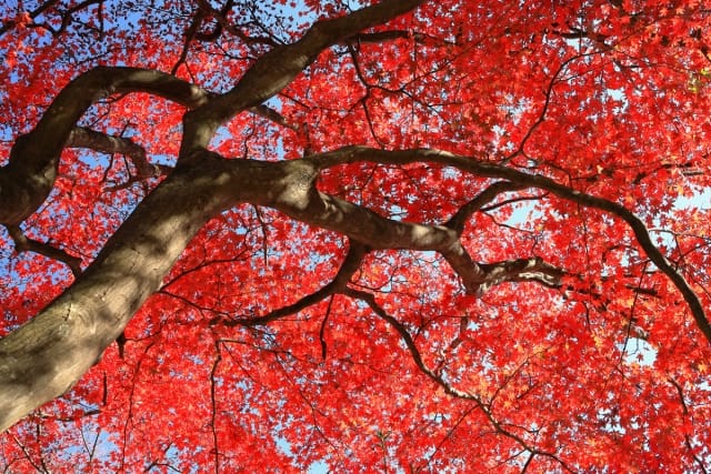 新緑も紅葉も美しいイロハモミジの魅力｜葉・花・実の特徴や剪定などの