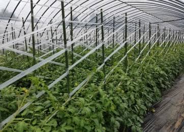 誘引がトマトの収穫量や期間を左右する 小規模農家が実践する収量アップの秘訣 農業 ガーデニング 園芸 家庭菜園マガジン Agri Pick