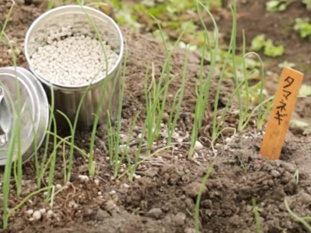 タマネギの苗と肥料
